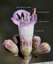  Cymose inflorescence with one young flower